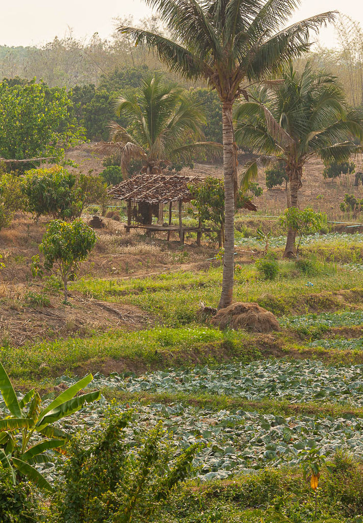 champs de culture agricole village karen du nord de la Thaïlande