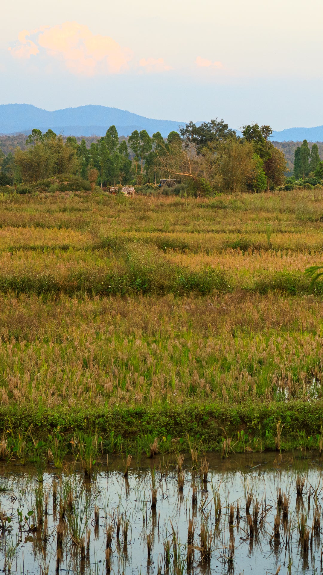 le-village-karen-itsara-l-agriculture-1920.jpg