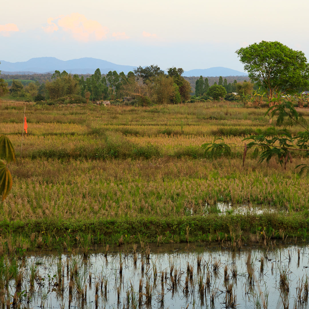 le-village-karen-itsara-l-agriculture_7525335a-5264-4f81-bc95-94810e0f91b3.jpg